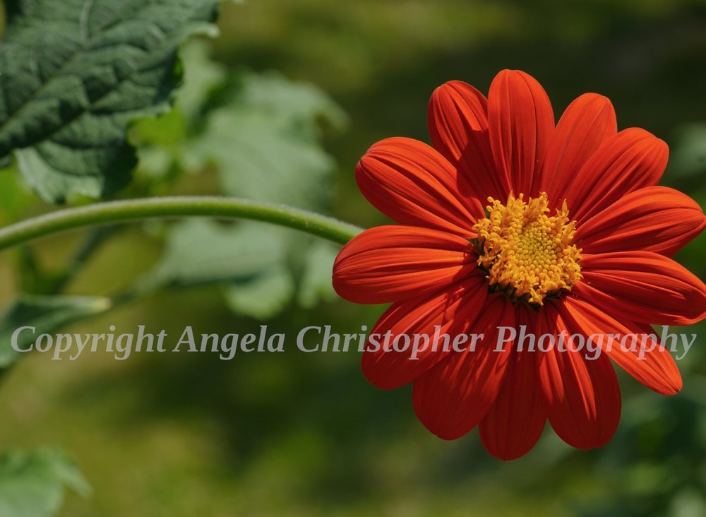Original ACEO photo fine art print 2.5 x 3.5 in. MEXICAN SUNFLOWER orange flower