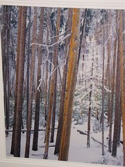 RODNEY LOUGH “The Eye Wanders” Yellowstone Photo 30×40 Signed SOLD OUT