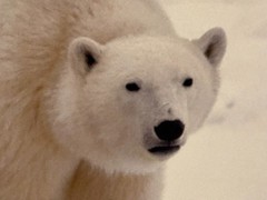 Thomas Mangelsen “Bad Boys of the Arctic” Polar Bears 714/3500 30″x45″ Signed