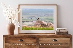 Wildlife Photography Print – Bighorn Sheep Badlands National Park South Dakota