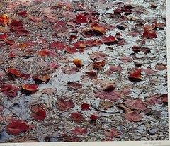 Original JOHN WAWRZONEK ‘Leaves on Water’ AUTUMN RED Landscape Signed PHOTOGRAPH