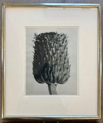 Karl Blossfeldt Original photogravures, 4 Framed From TAM O’NEILL FINE ARTS