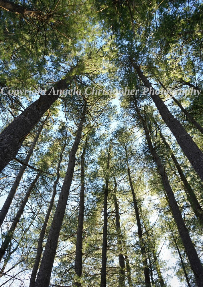 Original ACEO photo fine art print 2.5 x 3.5 inches TALL TREES pine green sky
