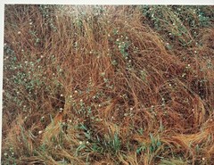Original JOHN WAWRZONEK ‘Rye & Clover’ Grass Cover Signed Artist Proof PHOTO