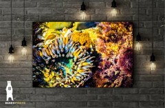 Sea Anemone – Fine Art Prints – Underwater Ocean Life Décor