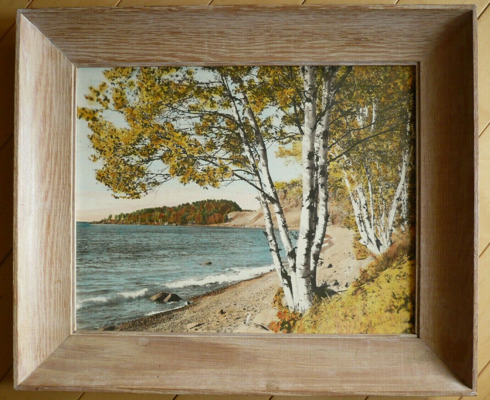 M.J. HUMPHREY, Grand Marais, MN MINNESOTA BIRCHES ON LAKE SUPERIOR HAND TINTED