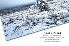 Snowy Pine Tree Photography Print: Wyoming Rocky Mountains Winter Forest Photo