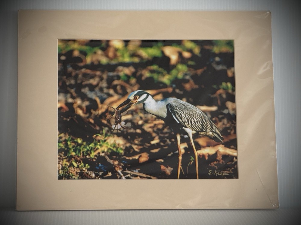 Signed Bird Photography Print Suzanne Kempler Yellow-Crowned Night Heron Mat