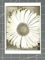 Tom Baril (b. 1952) African Daisy 1996 Fotofolio Art Print Card