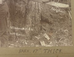 Antique GEORGE W KIRK Stimson Mill MASSIVE Cedar TREE Everett Washington PHOTO
