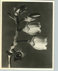 1942 Original BOTANICAL PLANT Highbush Blueberry Photo Art KARL BLOSSFELDT
