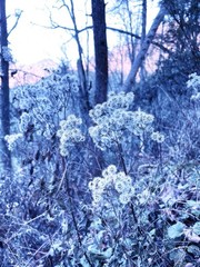 Blue Wintery Plant 5×7 Digital Art Photography Giclee Print Winter Dreamy
