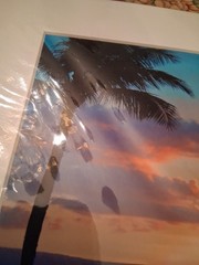 Palm Tree At Dusk Photo Matted Unframed Signed Sherry Hunter New