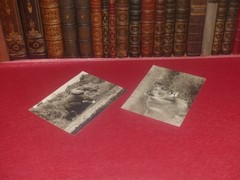 Animals Of Africa / Anonymous – 2 Silver Photos Elephant & Lioness Ca 1950