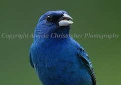 Original ACEO photo fine art print 2.5 x 3.5″ CLOSEUP OF AN INDIGO BUNTING bird