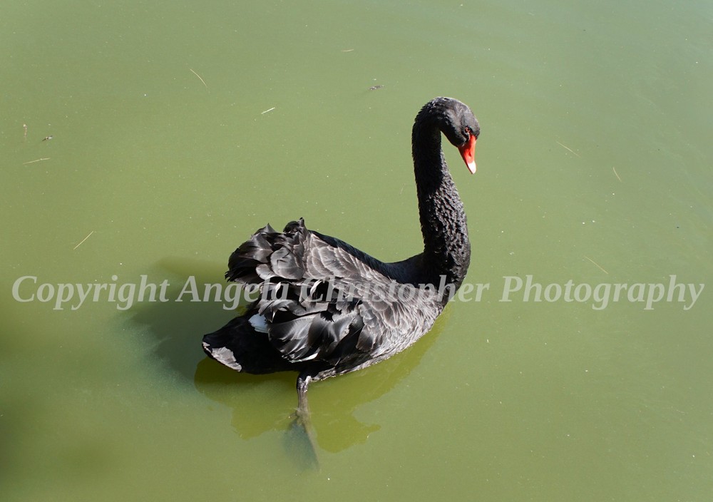 Original ACEO photo fine art print 2.5 x 3.5 inches BLACK SWAN bird