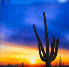 Photograph in Cardboard Frame 14″ X 11″ Southwestern Saguaro Cacti Sunset 9X7