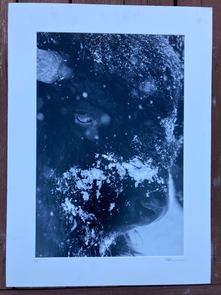 Wild Buffalo photo 30×22 by Jay Kinghorn AP 07