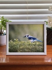 Framed 8×10 Photography Print of Blue Jay Frolicking in Flowers