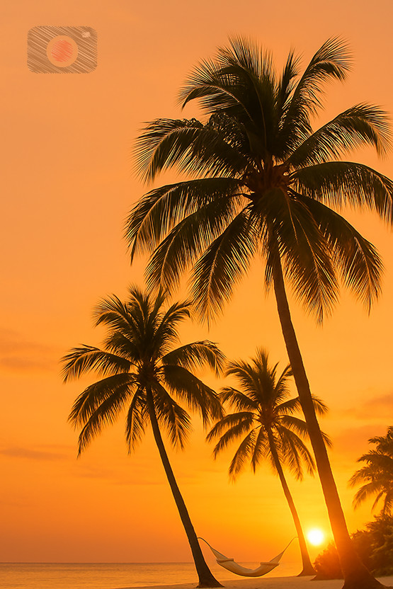 Digital Photo Art Wallpaper, Palm Trees with Hammock at Tropical Sunset