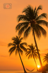 Digital Photo Art Wallpaper, Palm Trees with Hammock at Tropical Sunset