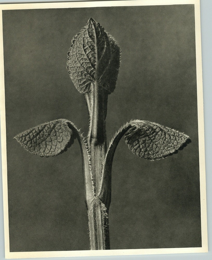 1942 Original BOTANICAL PLANT Unfolding Leaf Flower Photo Art KARL BLOSSFELDT