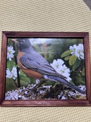 Set of 2 Framed Bird Prints Bluebird Robin Nature Wall Art Rustic Frame