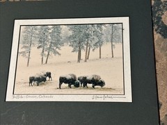 Steve Tohari Photograph of Colorado Buffalo in Winter Signed Framed & Matted