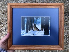 Matted and framed howling wolf photo. Original photograph, hand cut mat, framed