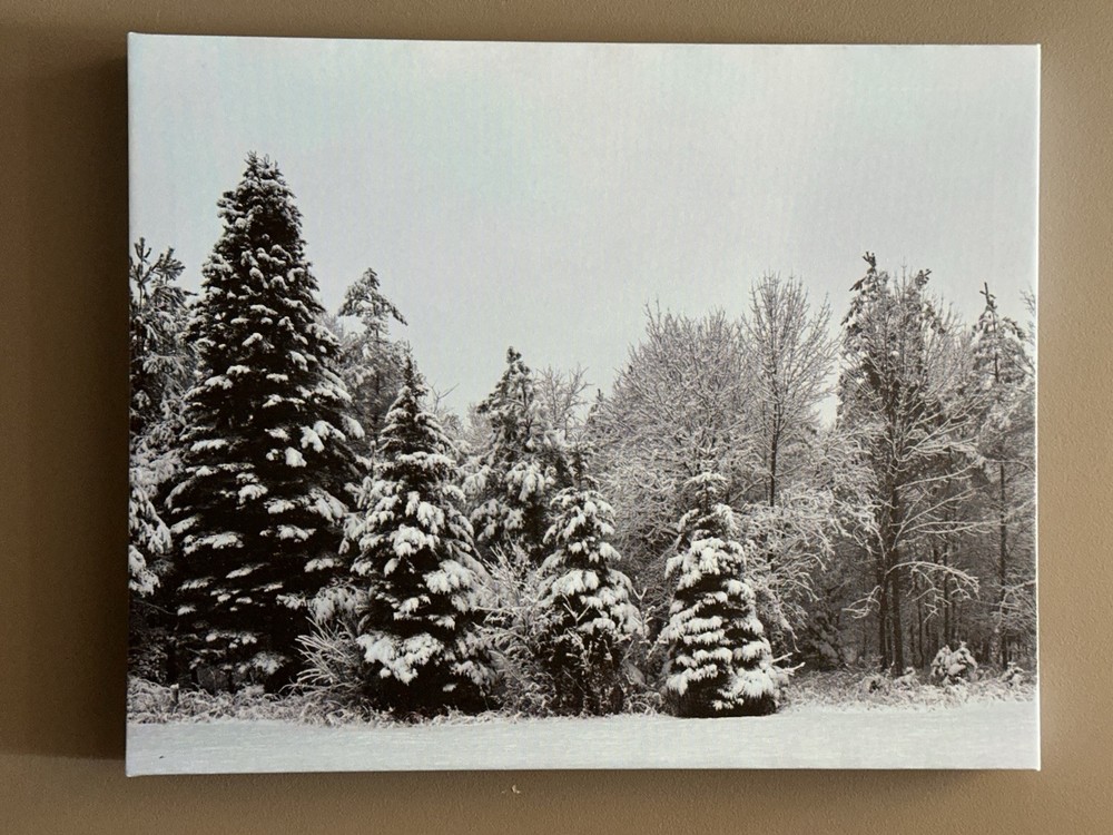 Snow Covered Trees 16 X 20 Canvas Print