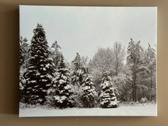 Snow Covered Trees 16 X 20 Canvas Print