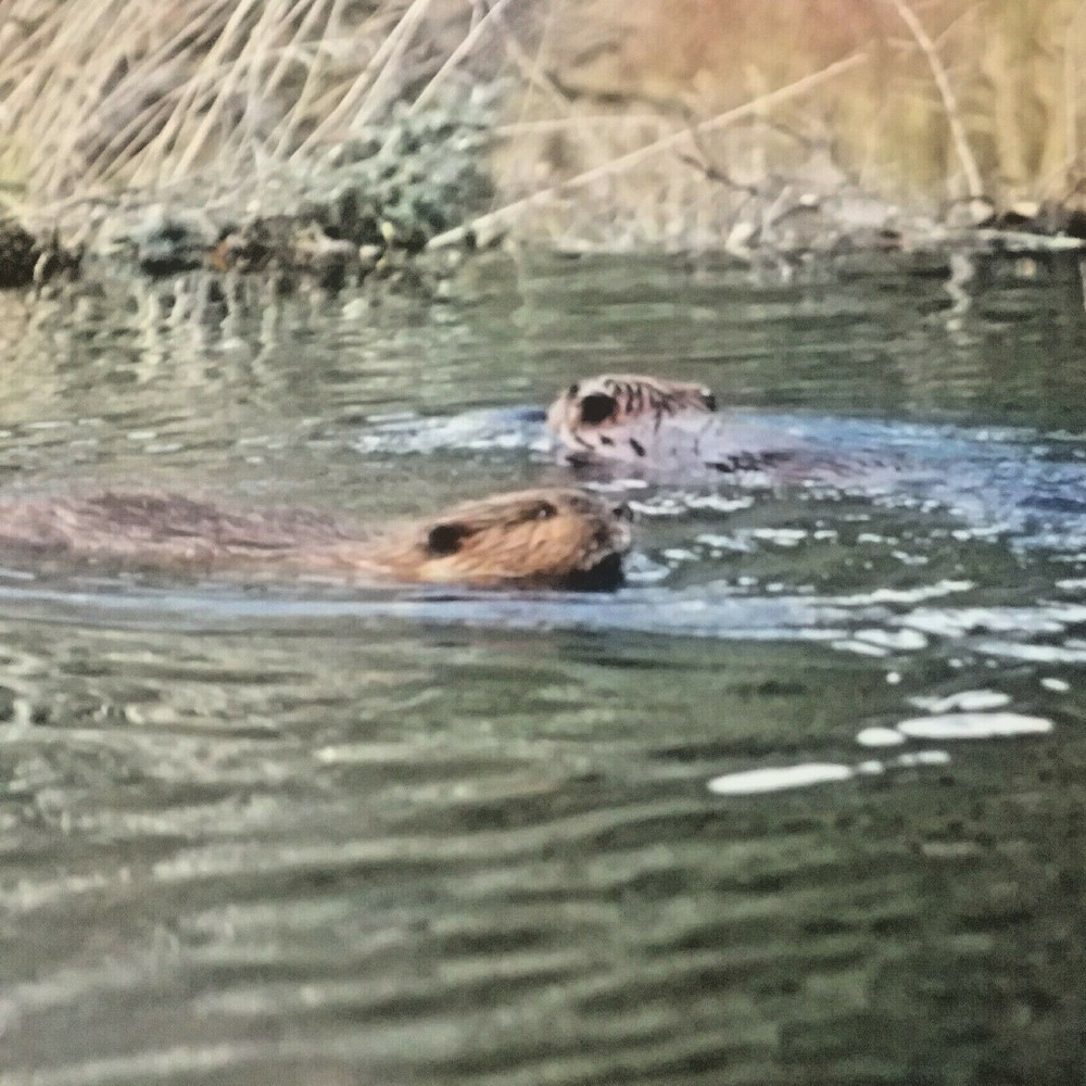 Beavers,Denali Park Alaska-#31-100-Don Urban Orig. Nature Photography-12″ X 16″
