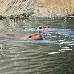 Beavers,Denali Park Alaska-#31-100-Don Urban Orig. Nature Photography-12″ X 16″