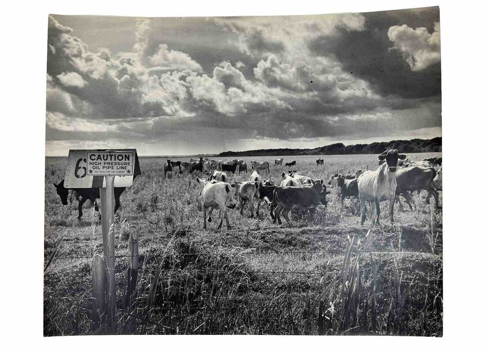 Vintage Large Black & White Photography Print Cattle Ranch Western Cowboys Rural