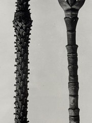 Karl Blossfeldt, Spruce and Magnolia, Photograph, Estate, Pen Art 2010