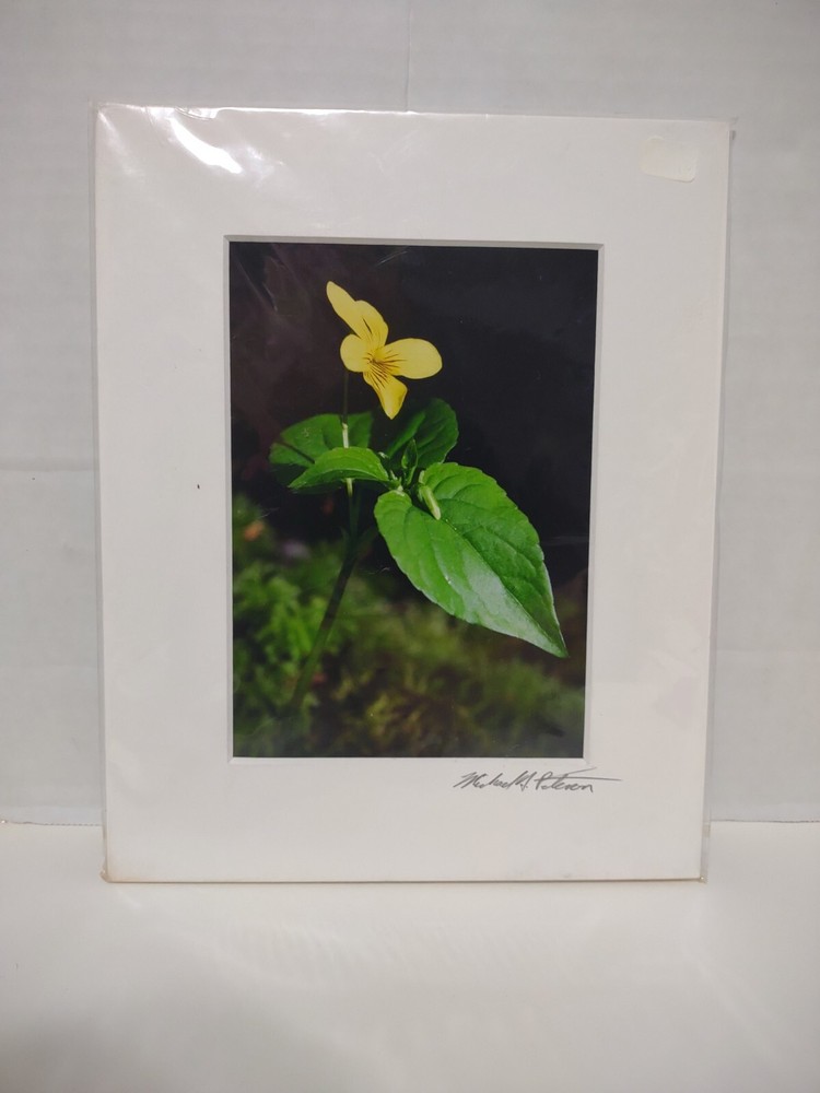 Signed Michael A Peterson Photography Wildflower Flat Mounted Canvas Gatorboard