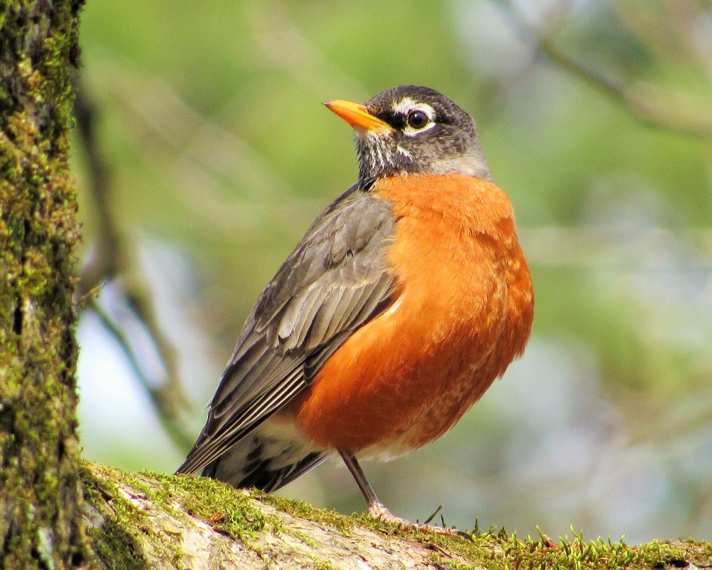 American Robin – Turdus Migratorius – Nature Photography