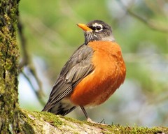 American Robin – Turdus Migratorius – Nature Photography