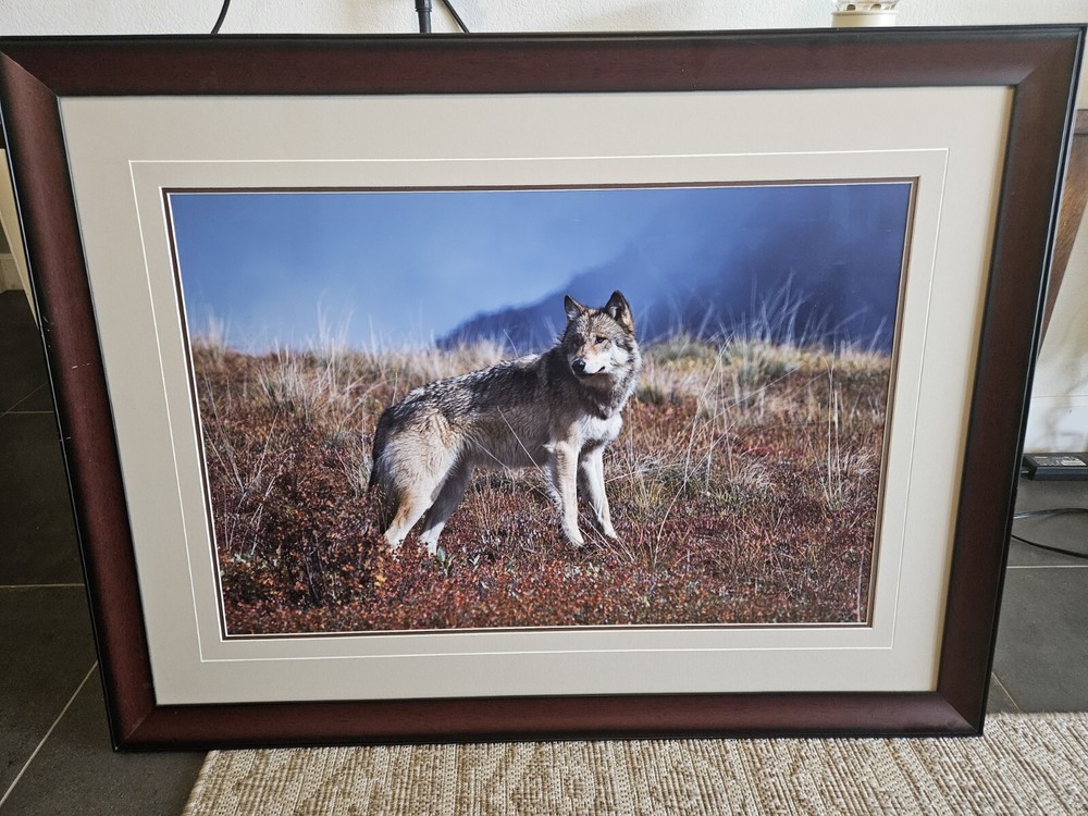 Thomas Mangelsen “The Scout” #2890 L/E Print 277/3500