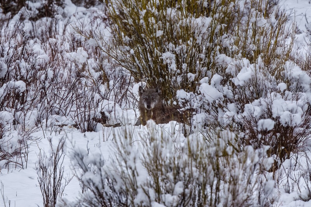 “Lone Wolf” Yellowstone Nat’l Park Spring 2022 (11 x 14″ Metal Photo Print)