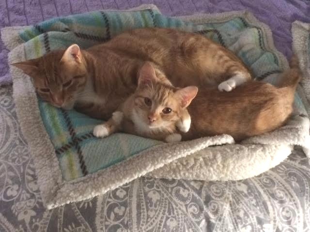 SPONSOR HUGGING CATS KITTEN RESCUE SANCTUARY FOOD VET Rec PHOTO COPY Nonprofit
