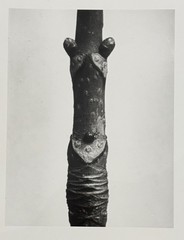 Karl Blossfeldt, horse chestnut, photograph from estate, stylus art, 2010