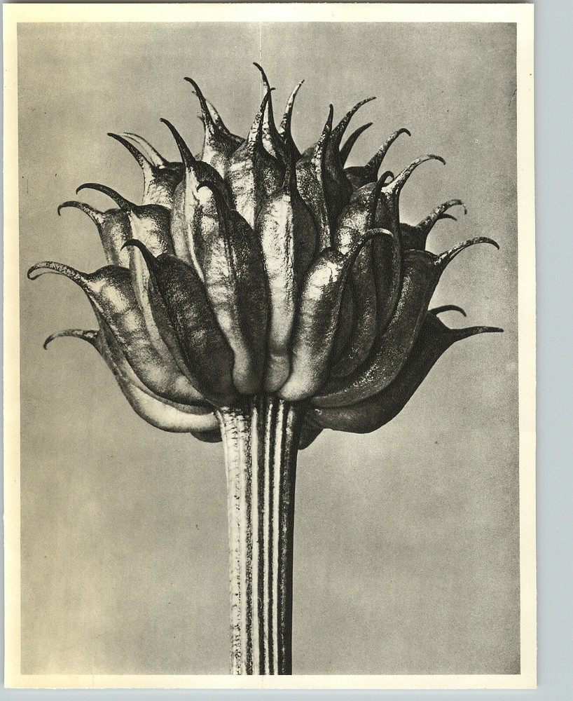 1942 Original BOTANICAL Trollius Ledebourii Flower Photo Art KARL BLOSSFELDT
