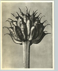 1942 Original BOTANICAL Trollius Ledebourii Flower Photo Art KARL BLOSSFELDT