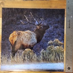 Nature Art Photography – ELK in Yellowstone winter – Signed Wildlife Print