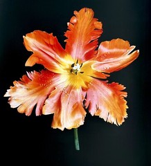 Peter Arnold photograph Orange Tulip Flower