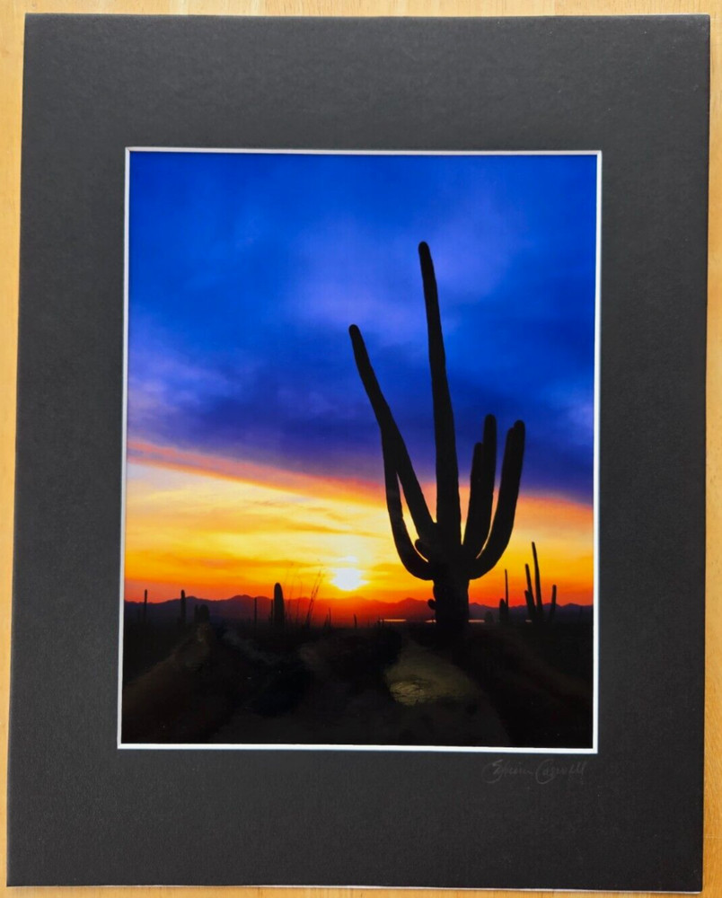 Photograph in Cardboard Frame 14″ X 11″ Southwestern Saguaro Cacti Sunset 9X7