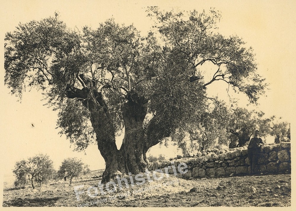 Photo Palestine Bethlehem Olive Tree Olive Grove Shepherd Field 1932 Israel