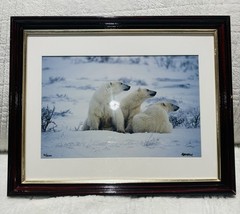 Mike Kelly Framed Limited Edition Photograph Polar Bears in Snow Signed 16/1200