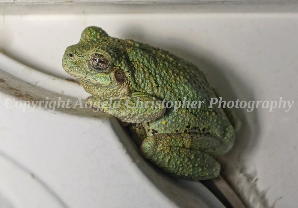 Original ACEO photo fine art print 2.5 x 3.5 inches GRAY TREE FROG green bumpy